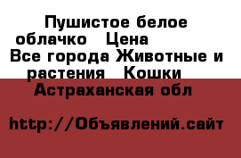Пушистое белое облачко › Цена ­ 25 000 - Все города Животные и растения » Кошки   . Астраханская обл.